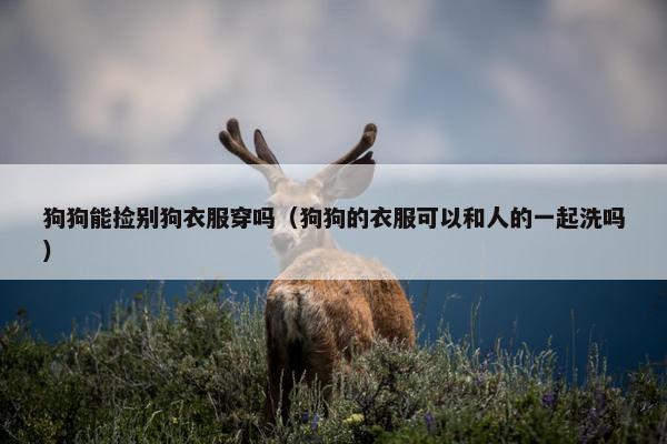 狗狗能捡别狗衣服穿吗（狗狗的衣服可以和人的一起洗吗）