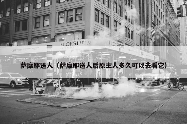 萨摩耶送人（萨摩耶送人后原主人多久可以去看它）