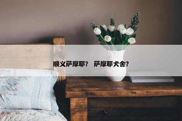 顺义萨摩耶？ 萨摩耶犬舍？