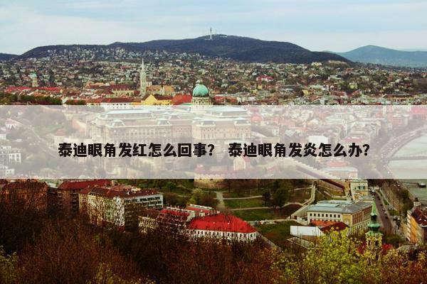 泰迪眼角发红怎么回事？ 泰迪眼角发炎怎么办？