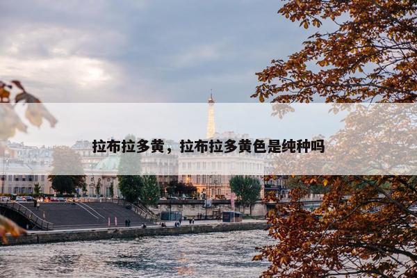 拉布拉多黄，拉布拉多黄色是纯种吗