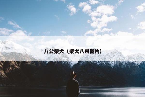 八公柴犬（柴犬八哥图片）