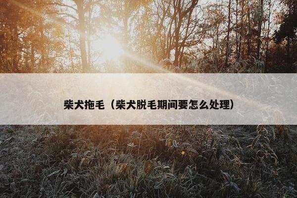 柴犬拖毛（柴犬脱毛期间要怎么处理）