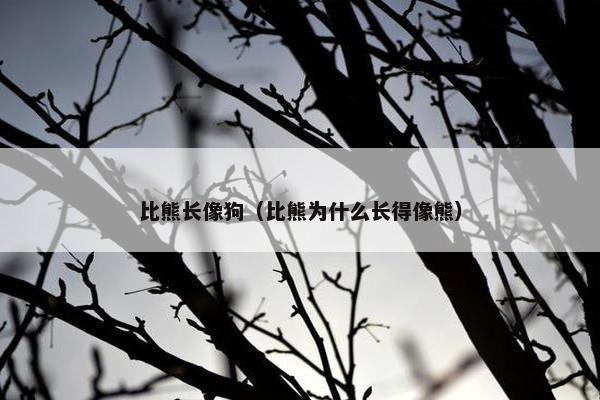 比熊长像狗（比熊为什么长得像熊）