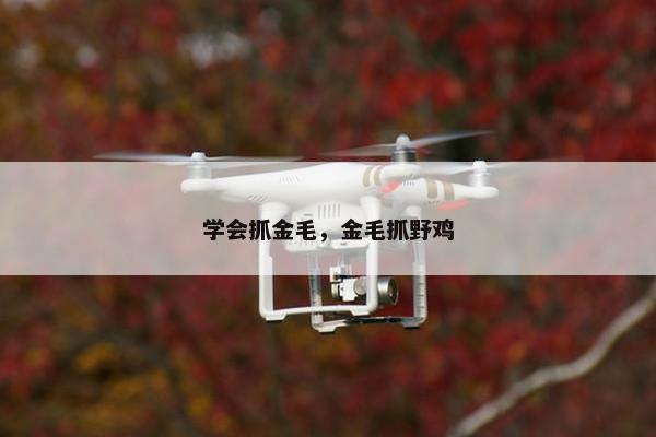 学会抓金毛，金毛抓野鸡