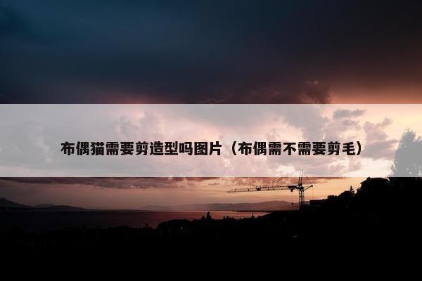 布偶猫需要剪造型吗图片（布偶需不需要剪毛）