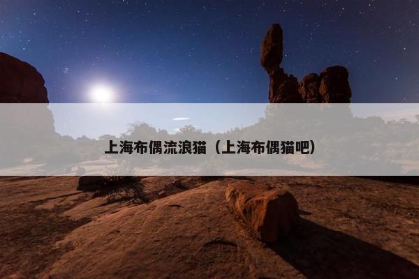 上海布偶流浪猫（上海布偶猫吧）