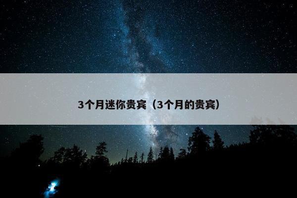 3个月迷你贵宾（3个月的贵宾）