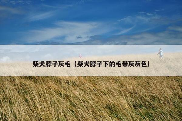 柴犬脖子灰毛（柴犬脖子下的毛带灰灰色）