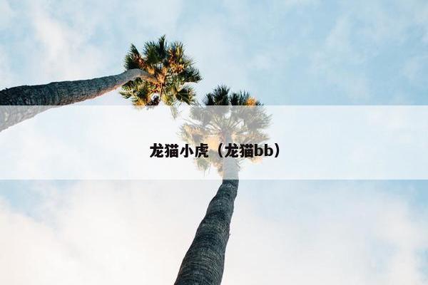 龙猫小虎（龙猫bb）