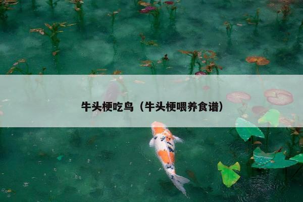 牛头梗吃鸟（牛头梗喂养食谱）