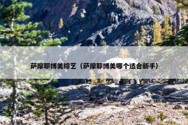 萨摩耶博美综艺（萨摩耶博美哪个适合新手）