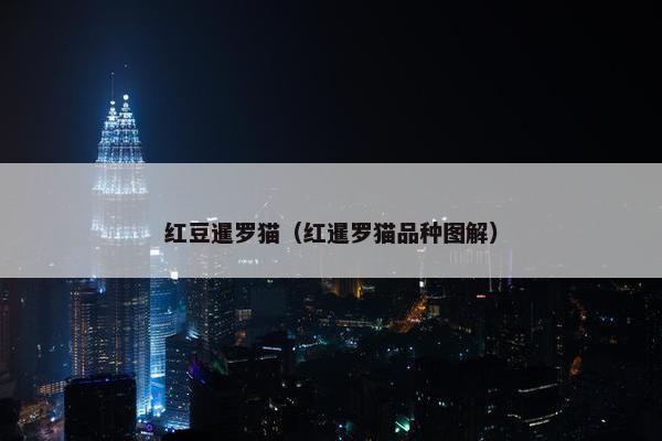 红豆暹罗猫（红暹罗猫品种图解）