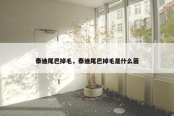 泰迪尾巴掉毛，泰迪尾巴掉毛是什么菌