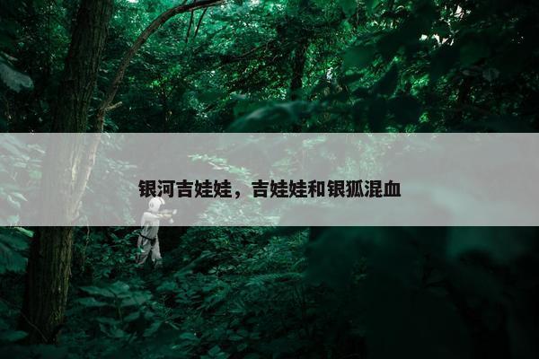 银河吉娃娃，吉娃娃和银狐混血