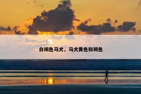 白褐色马犬，马犬黄色和褐色