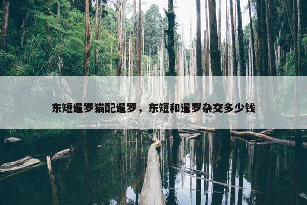 东短暹罗猫配暹罗，东短和暹罗杂交多少钱