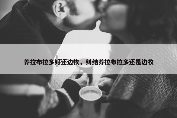 养拉布拉多好还边牧，纠结养拉布拉多还是边牧