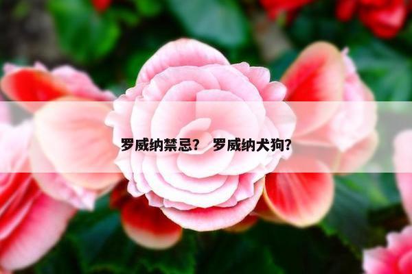 罗威纳禁忌？ 罗威纳犬狗？