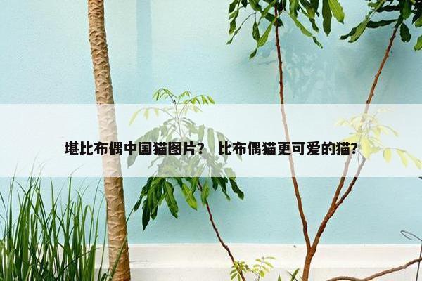 堪比布偶中国猫图片？ 比布偶猫更可爱的猫？