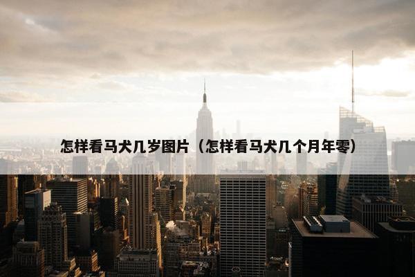 怎样看马犬几岁图片（怎样看马犬几个月年零）