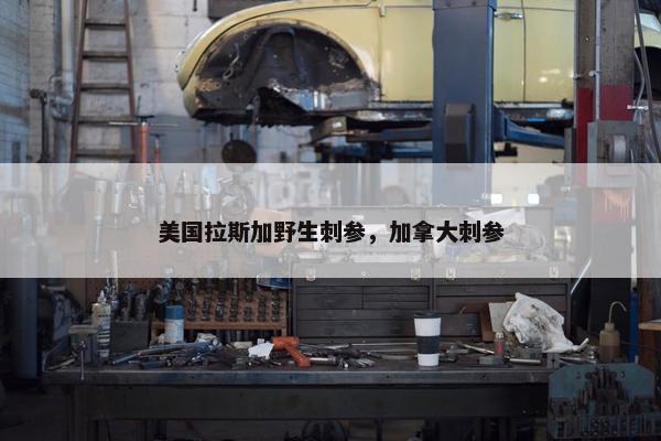 美国拉斯加野生刺参，加拿大刺参