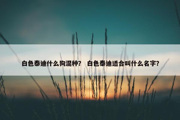 白色泰迪什么狗混种？ 白色泰迪适合叫什么名字？
