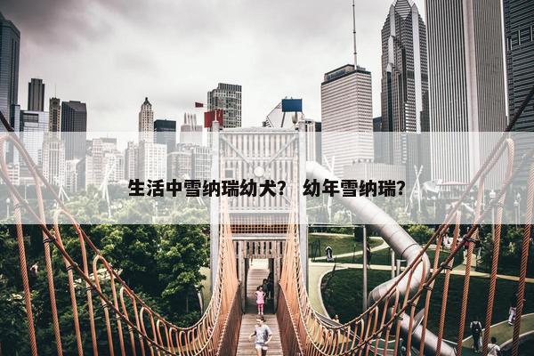 生活中雪纳瑞幼犬？ 幼年雪纳瑞？