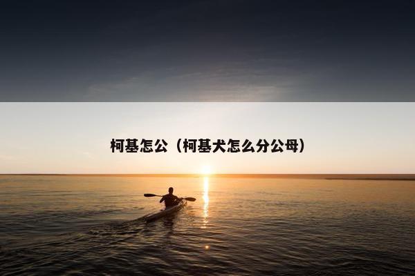 柯基怎公（柯基犬怎么分公母）