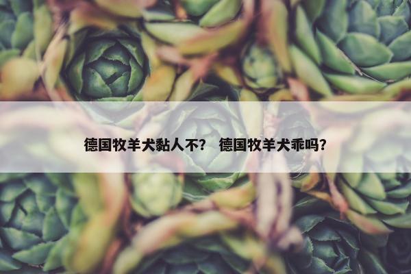 德国牧羊犬黏人不？ 德国牧羊犬乖吗？