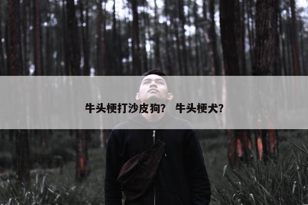 牛头梗打沙皮狗？ 牛头梗犬？
