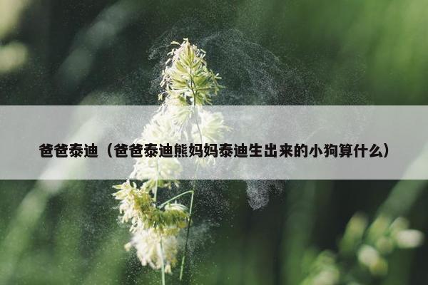 爸爸泰迪（爸爸泰迪熊妈妈泰迪生出来的小狗算什么）