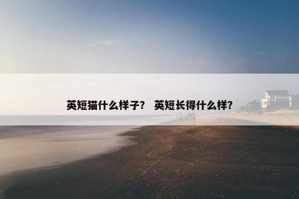 英短猫什么样子？ 英短长得什么样？