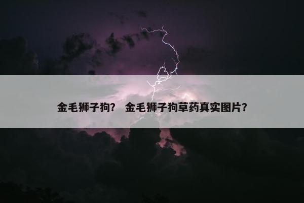 金毛狮子狗？ 金毛狮子狗草药真实图片？