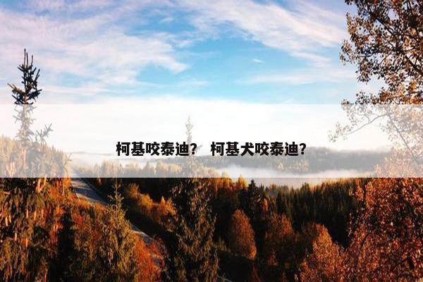 柯基咬泰迪？ 柯基犬咬泰迪？