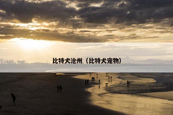 比特犬沧州（比特犬宠物）