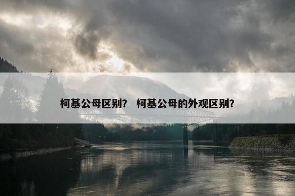 柯基公母区别？ 柯基公母的外观区别？