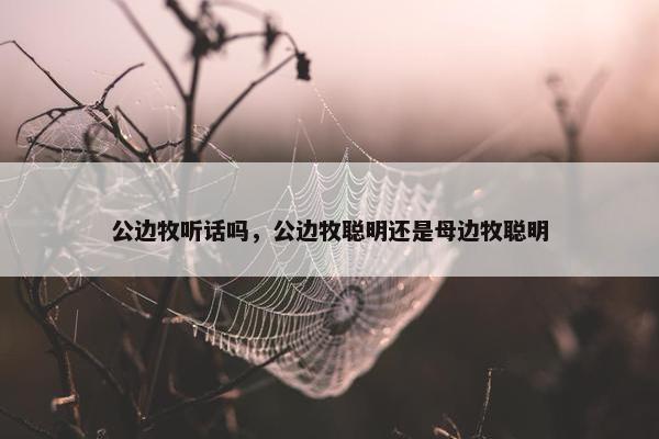 公边牧听话吗，公边牧聪明还是母边牧聪明