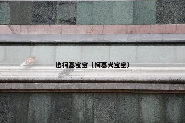 选柯基宝宝（柯基犬宝宝）