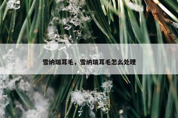 雪纳瑞耳毛，雪纳瑞耳毛怎么处理