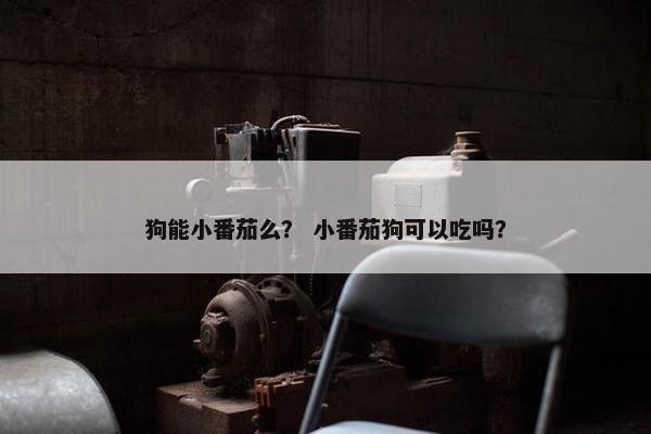 狗能小番茄么？ 小番茄狗可以吃吗？