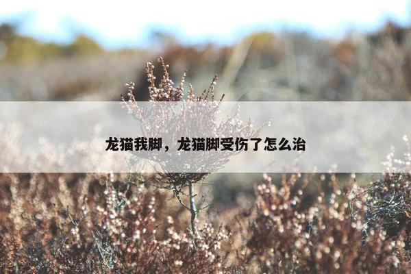龙猫我脚，龙猫脚受伤了怎么治