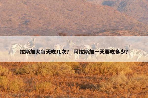 拉斯加犬每天吃几次？ 阿拉斯加一天要吃多少？
