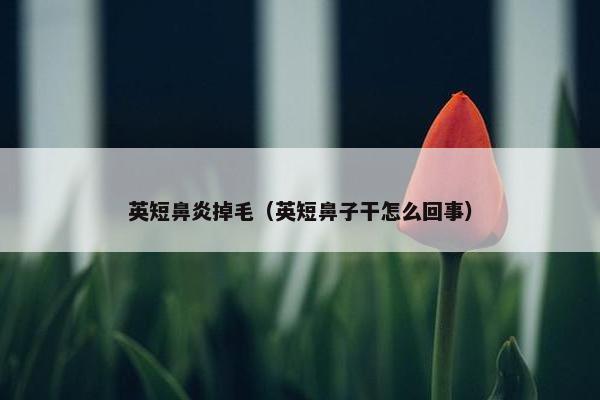 英短鼻炎掉毛（英短鼻子干怎么回事）