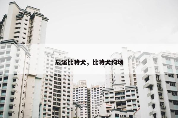 辰溪比特犬，比特犬狗场