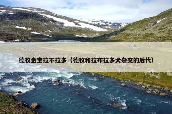 德牧金宝拉不拉多（德牧和拉布拉多犬杂交的后代）