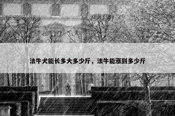 法牛犬能长多大多少斤，法牛能涨到多少斤