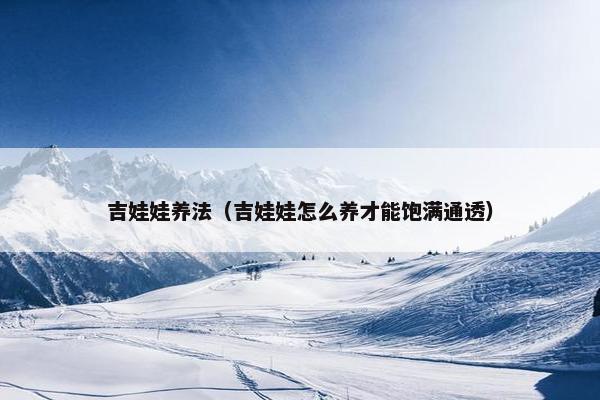 吉娃娃养法（吉娃娃怎么养才能饱满通透）