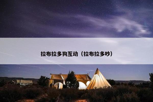 拉布拉多狗互动（拉布拉多吵）