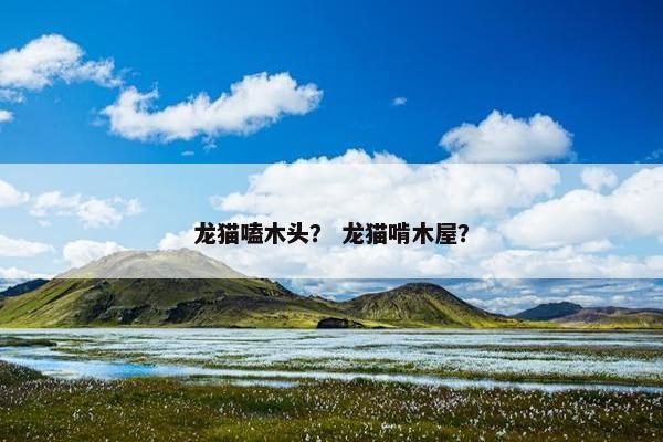 龙猫嗑木头？ 龙猫啃木屋？